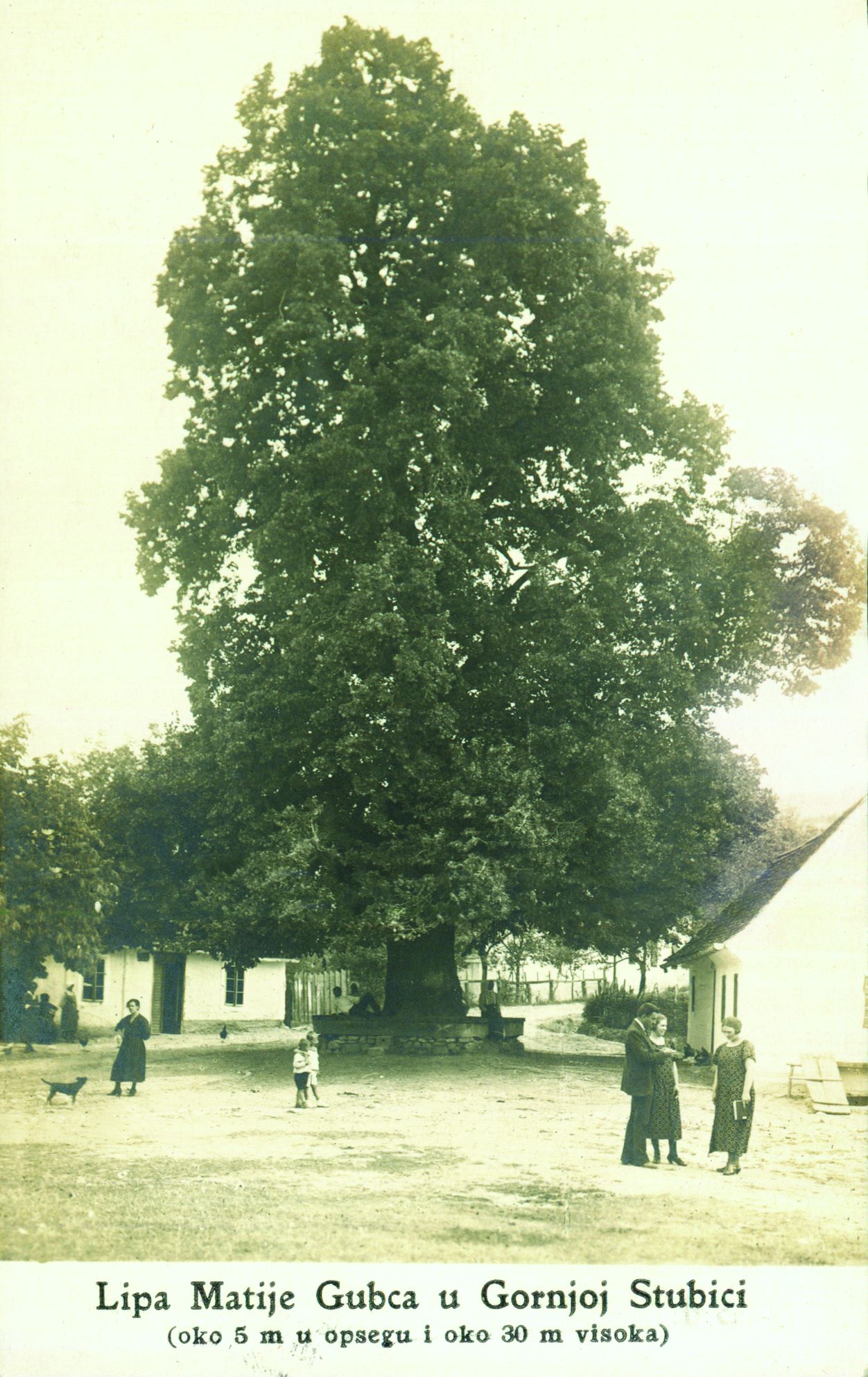 Gupčeva lipa (spomenik prirode)