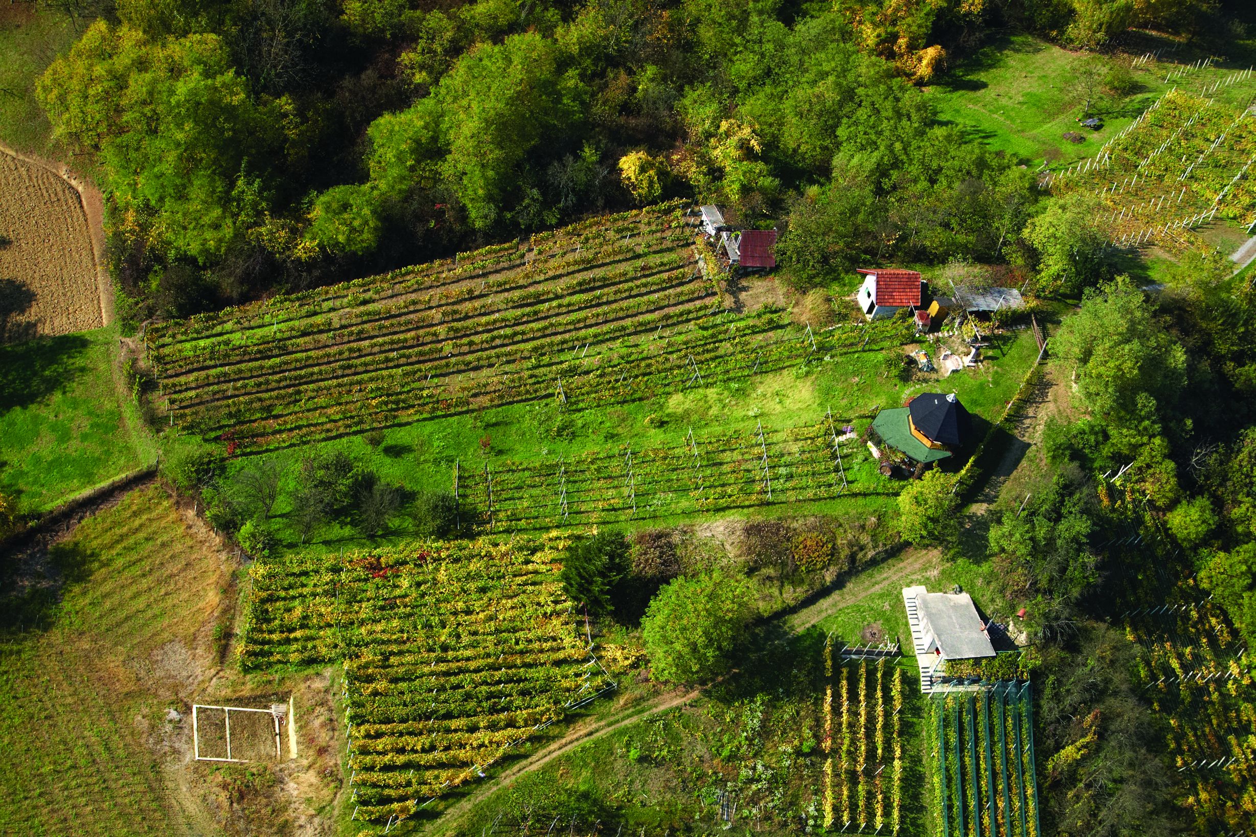 <p>vinogradi, okolica Zaboka</p>