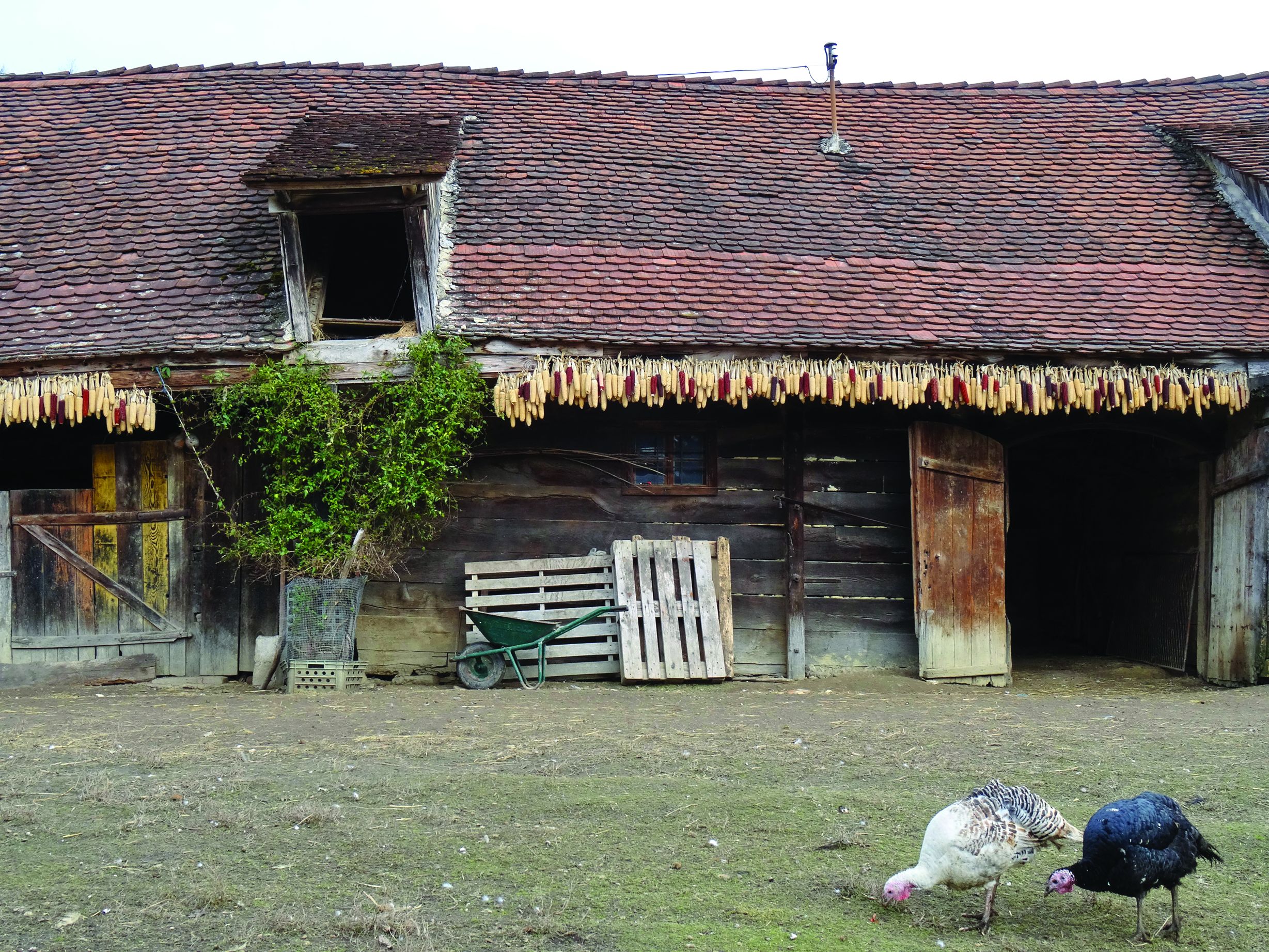 <p><em>&scaron;tala,</em> okolica Orehovice</p>