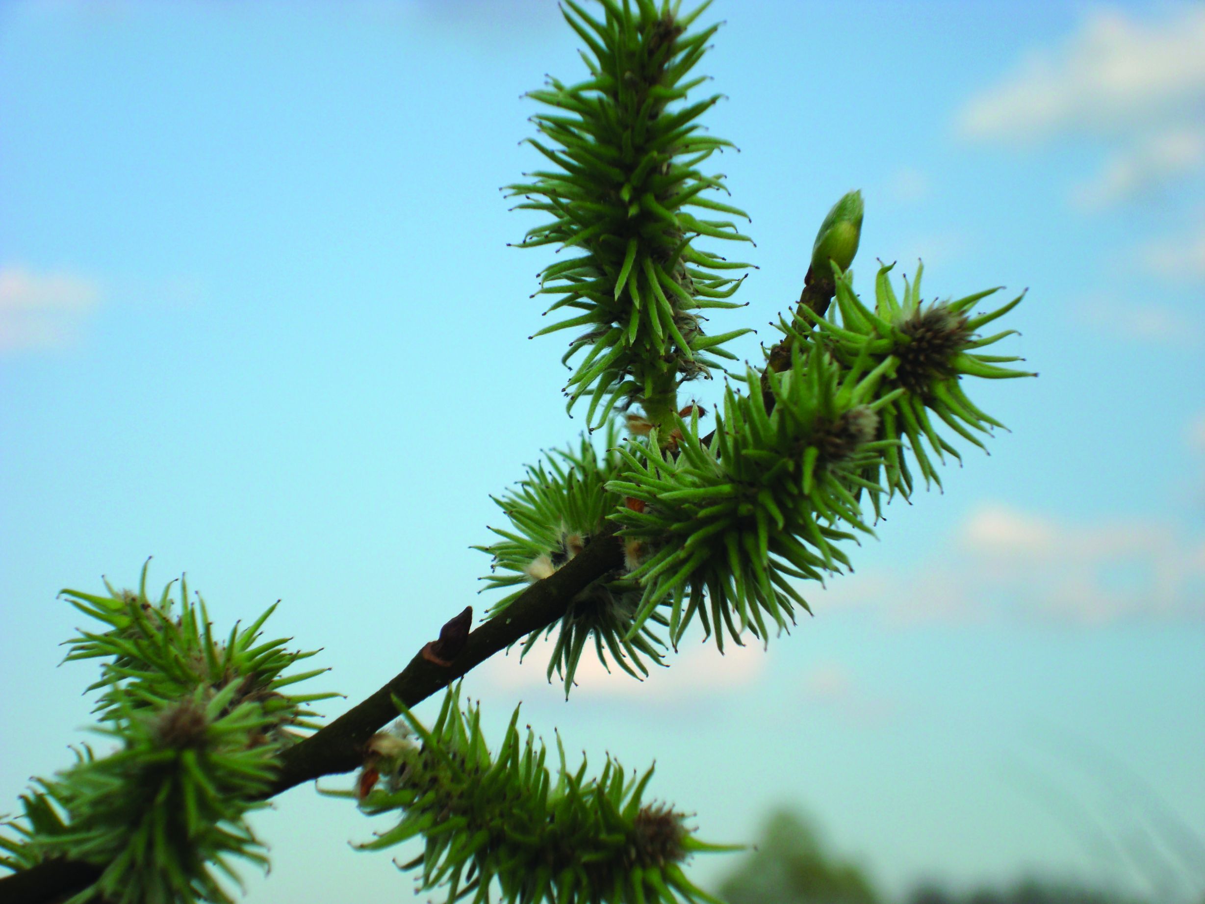 <p>vrba iva, <em>Salix caprea</em> (cvijet)</p>