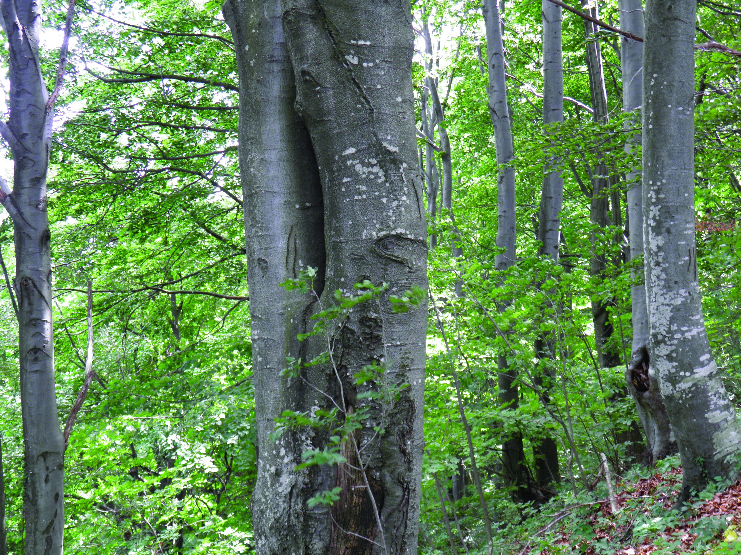 <p>bukva, <em>Fagus sylvatica</em></p>