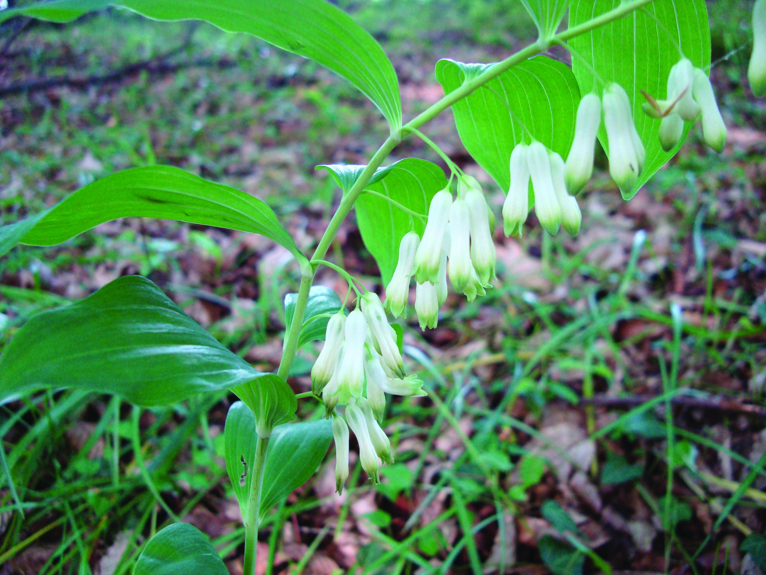 <p>mnogocvjetni Solomonov pečat, <em>Polygonatum multiflorum</em></p>
