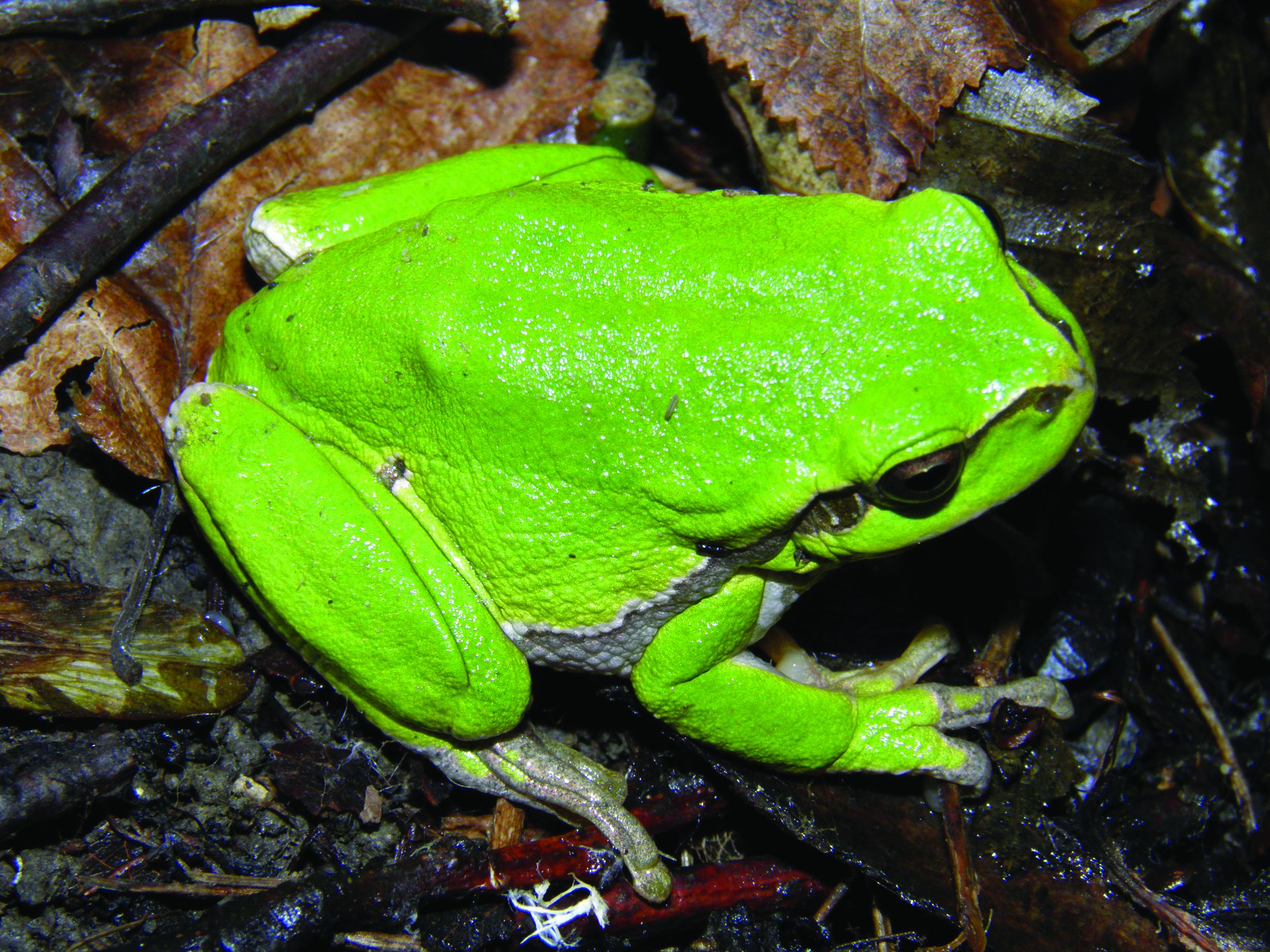 <p>gatalinka, <em>Hyla arborea</em></p>