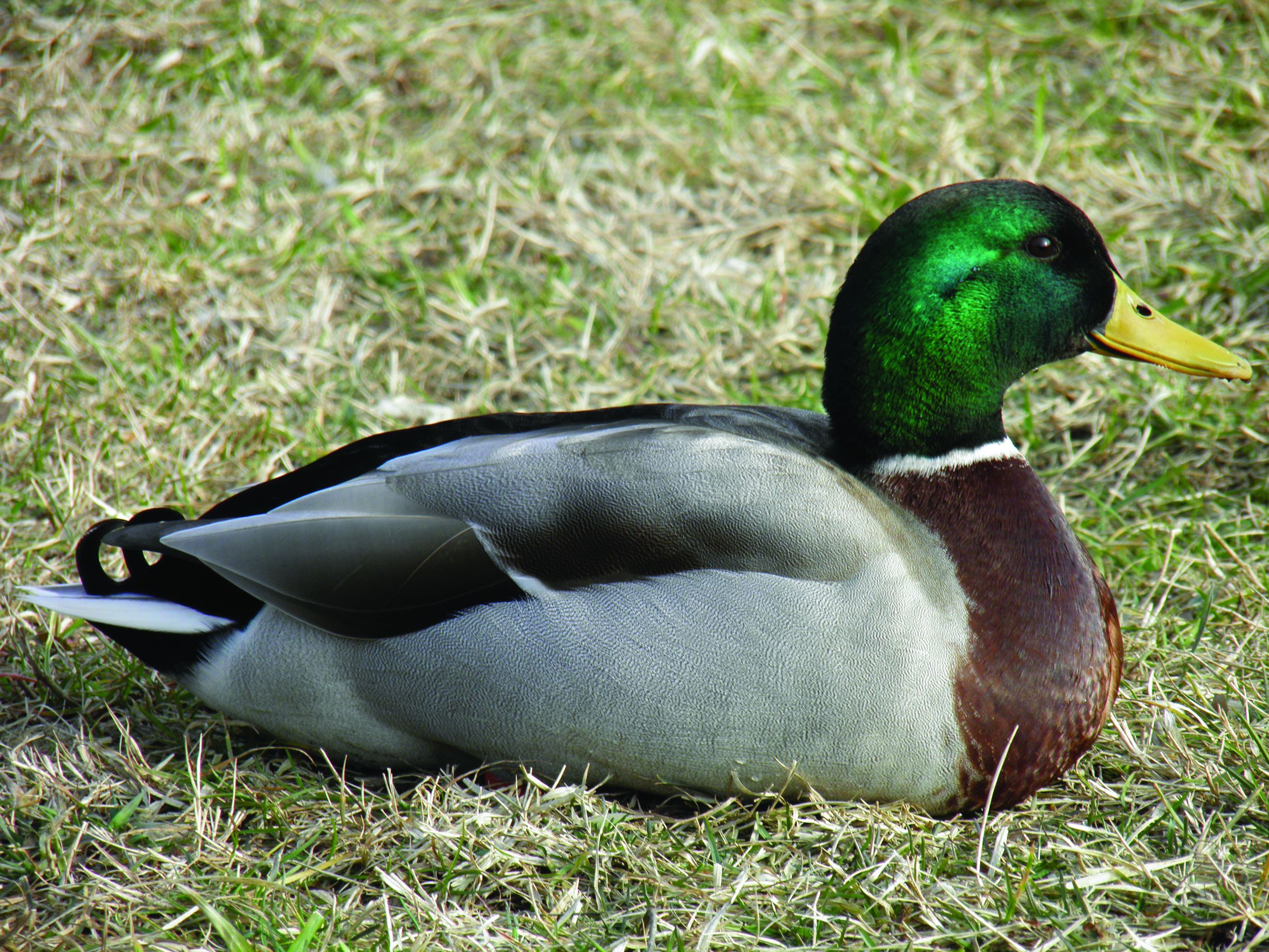 <p>divlja patka, <em>Anas platyrhynchos</em></p>