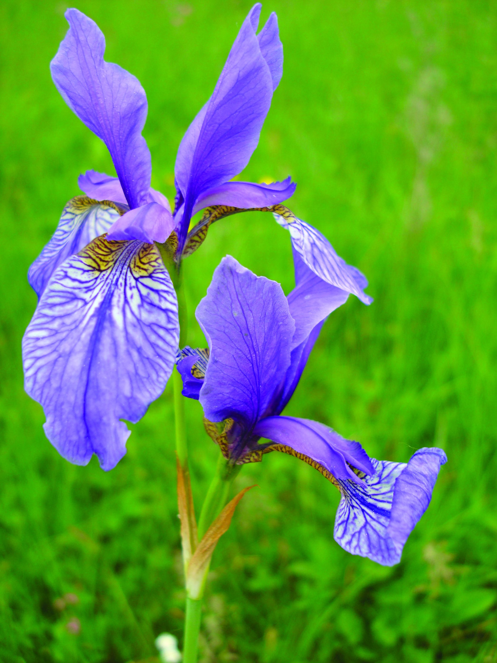 <p>sibirska perunika, <em>Iris sibirica</em></p>