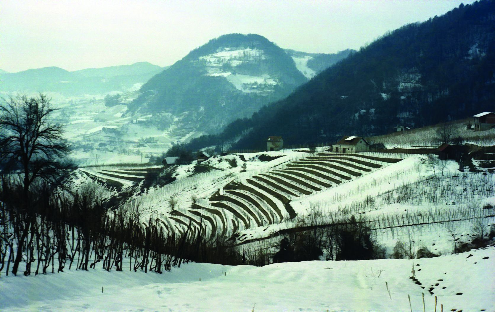 <p>vinogradi u okolici Klanjca</p>