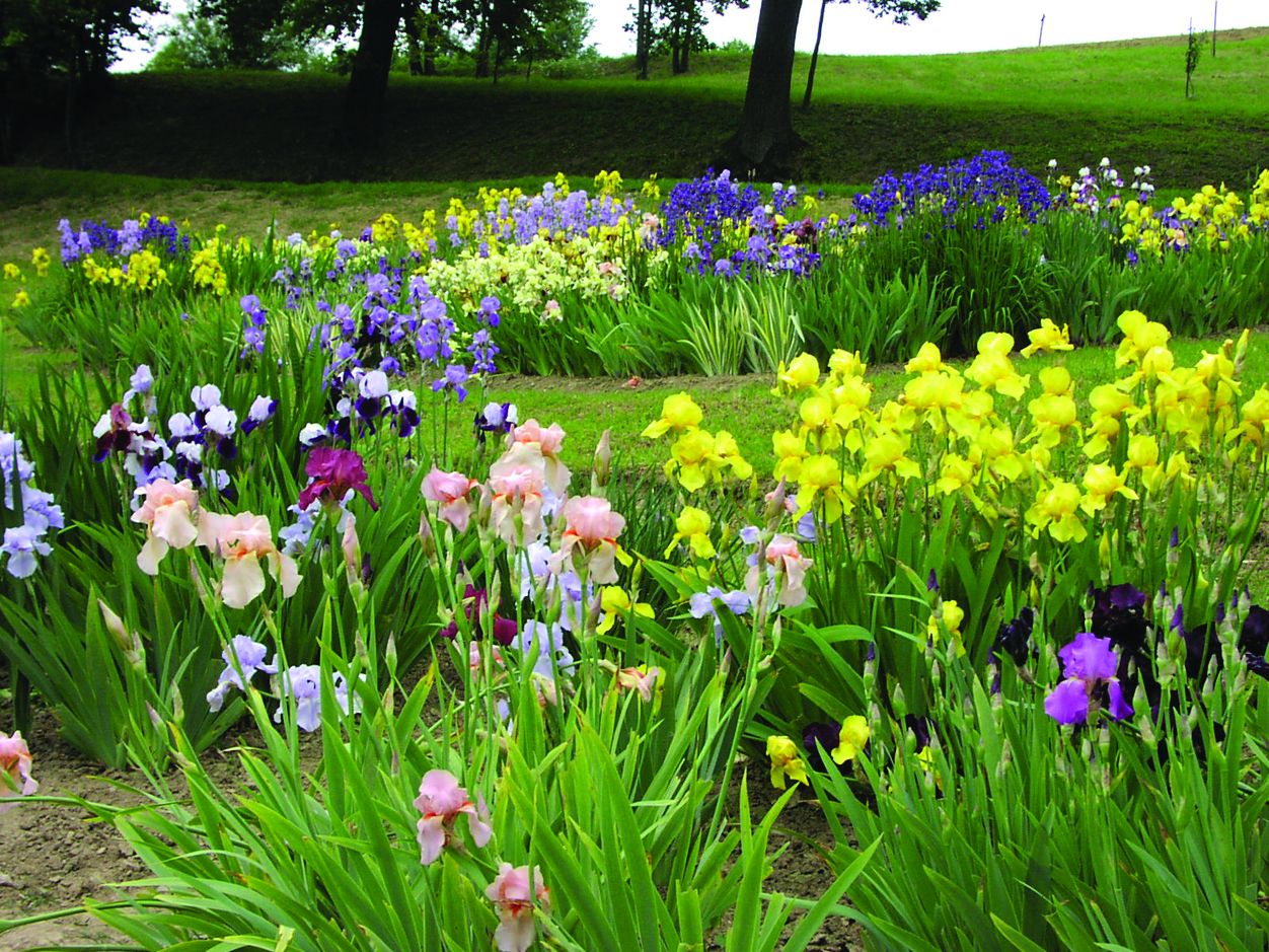 Hrvatski vrt perunika