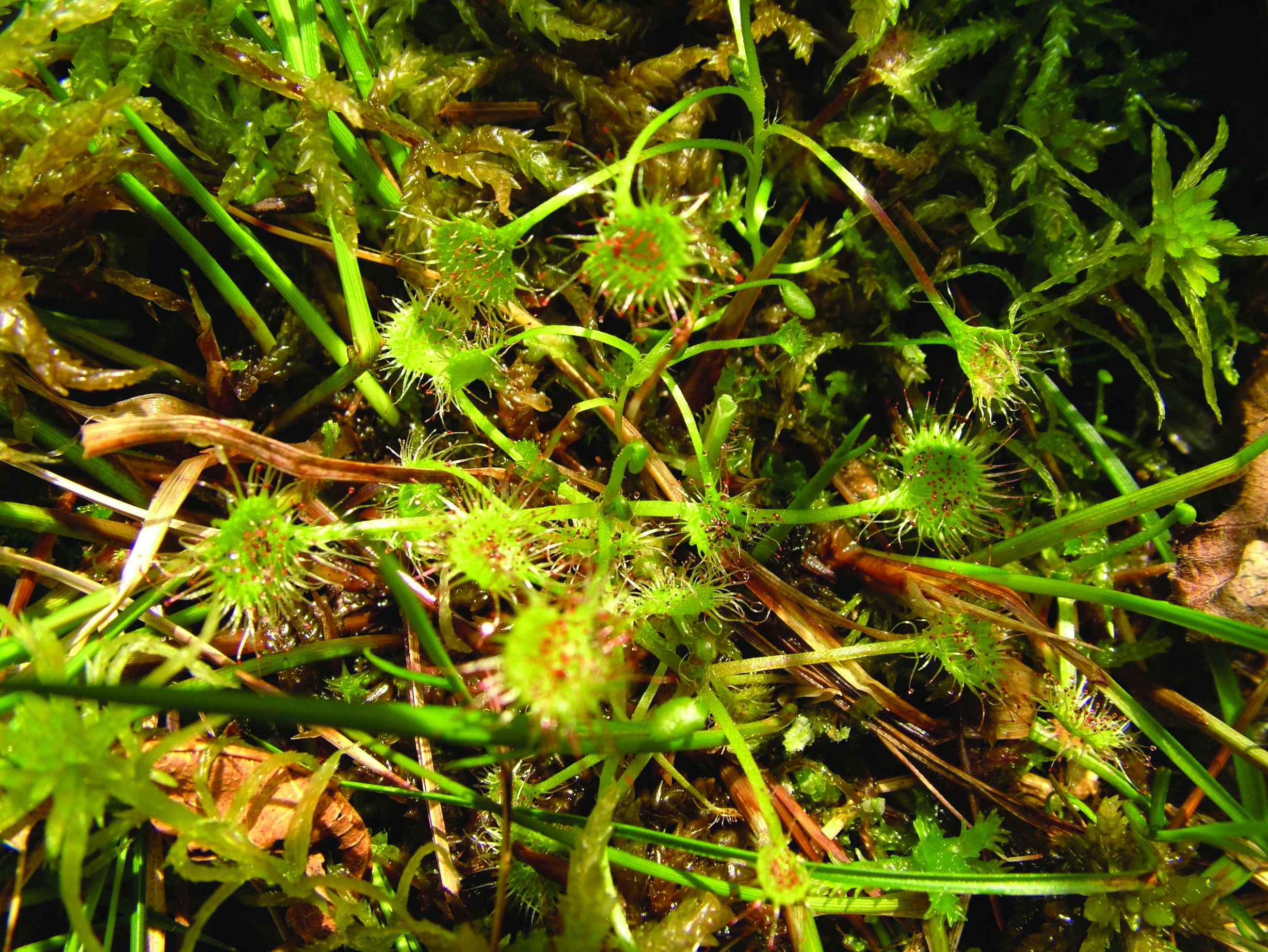 <p>čret, okruglolisna rosika, <em>Drosera rotundifolia</em></p>