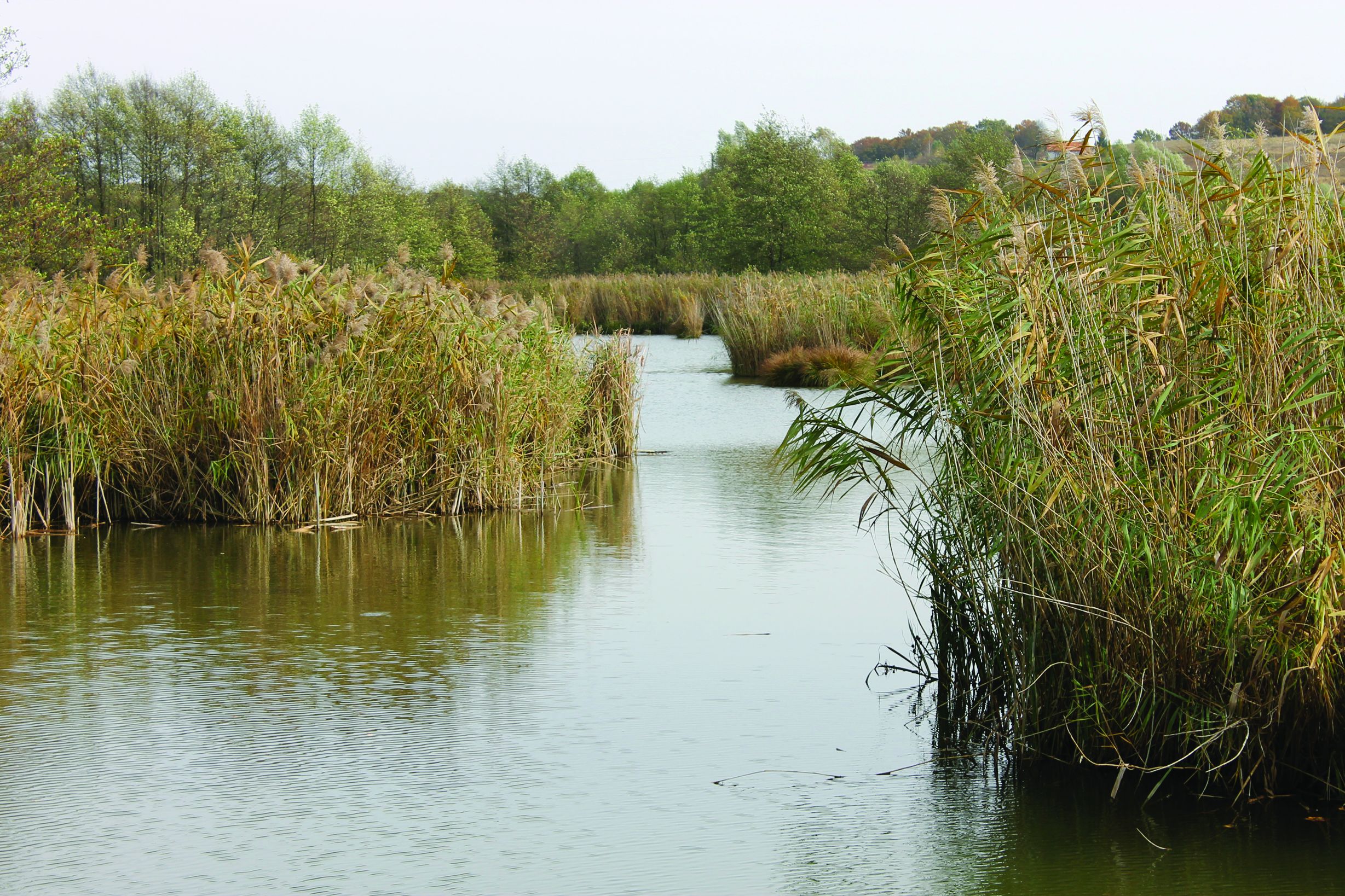 Konjščinski bajeri (bajer)