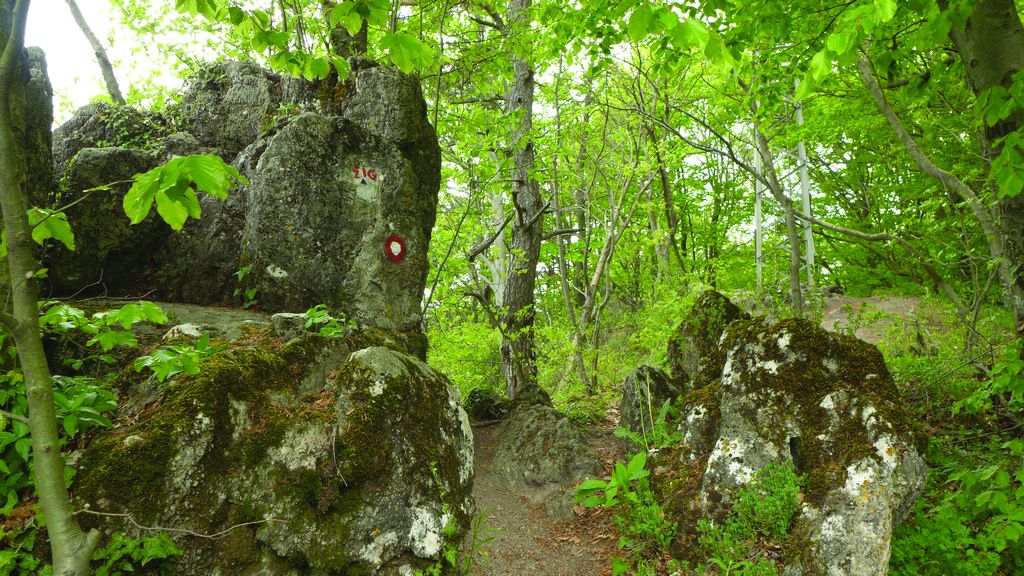 <p>staza na Ravnoj gori</p>