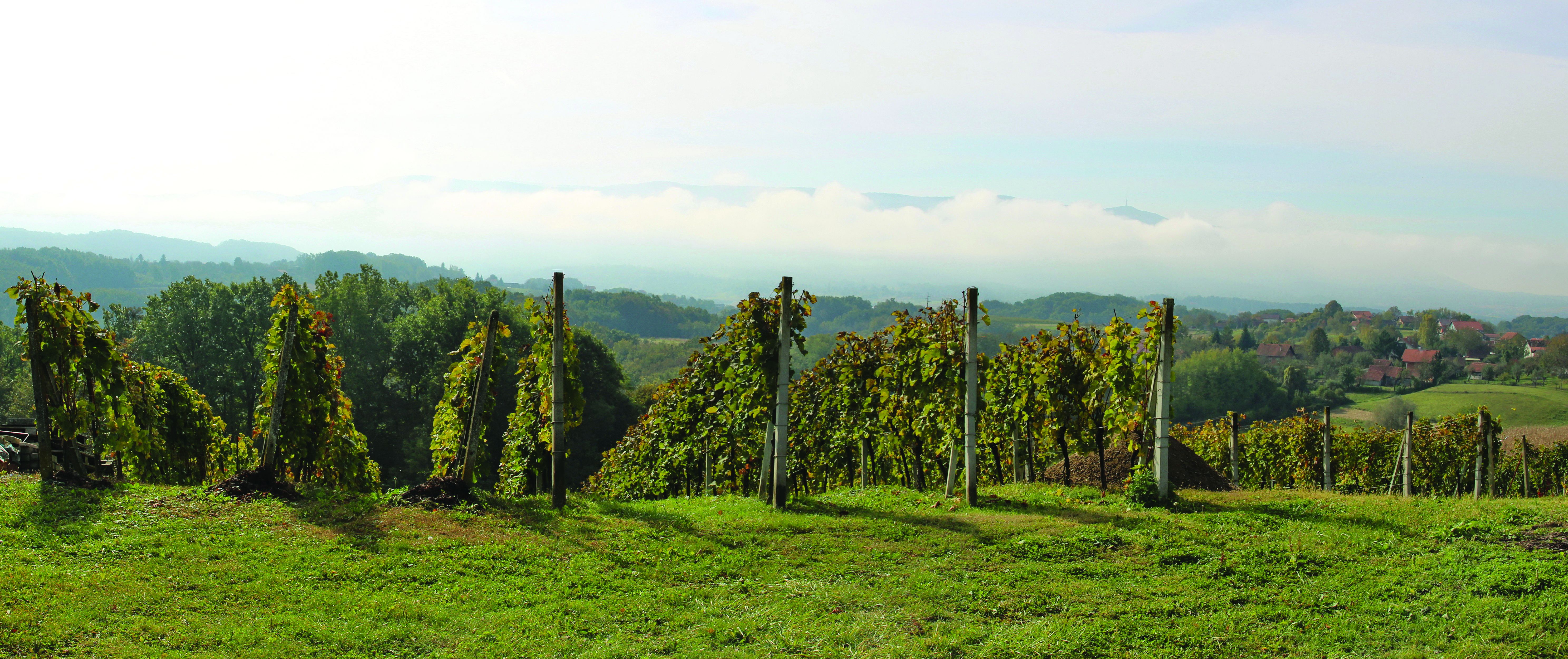 vinogradarstvo i vinarstvo