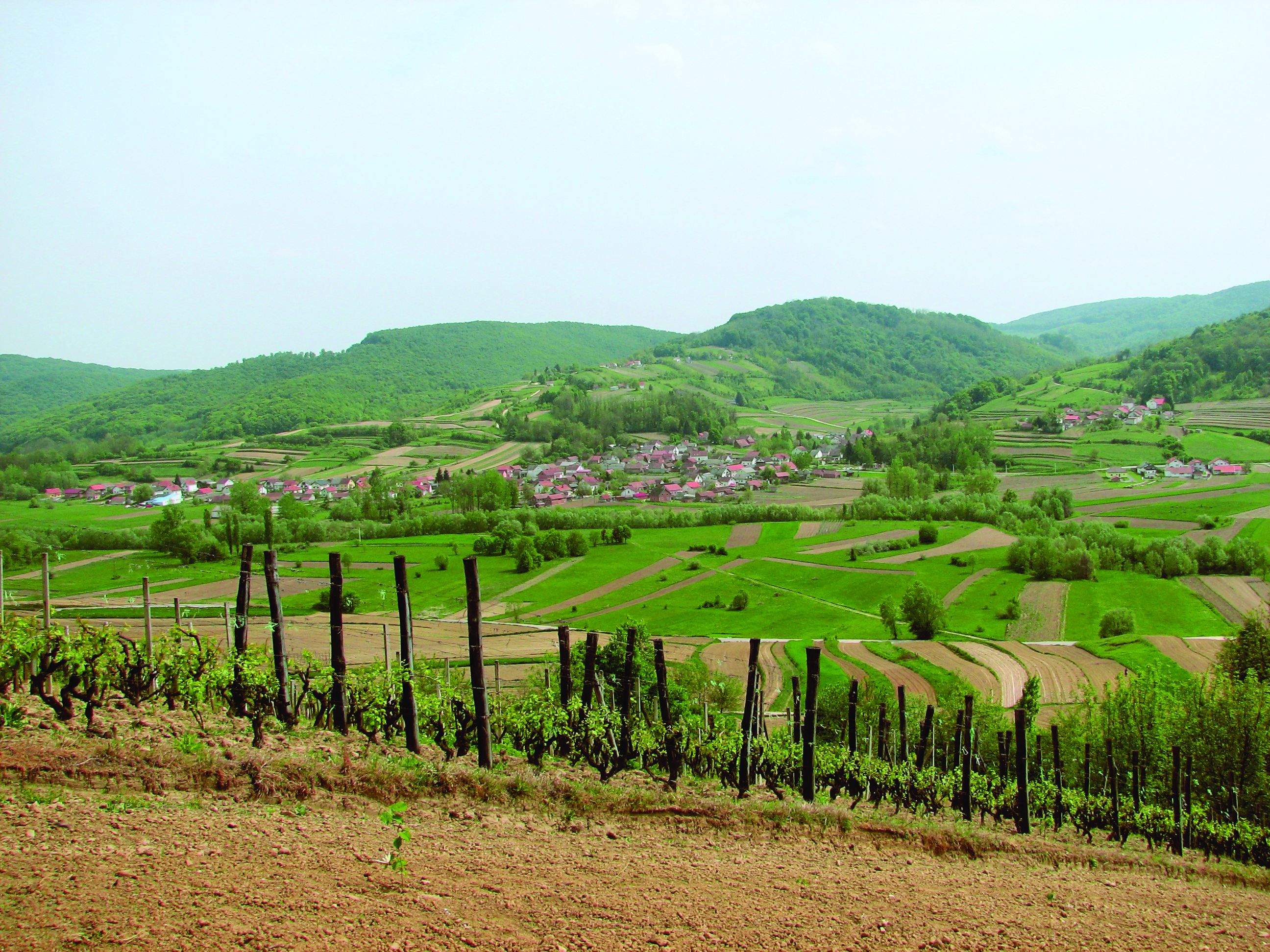 <p>Leskovec Toplički</p>