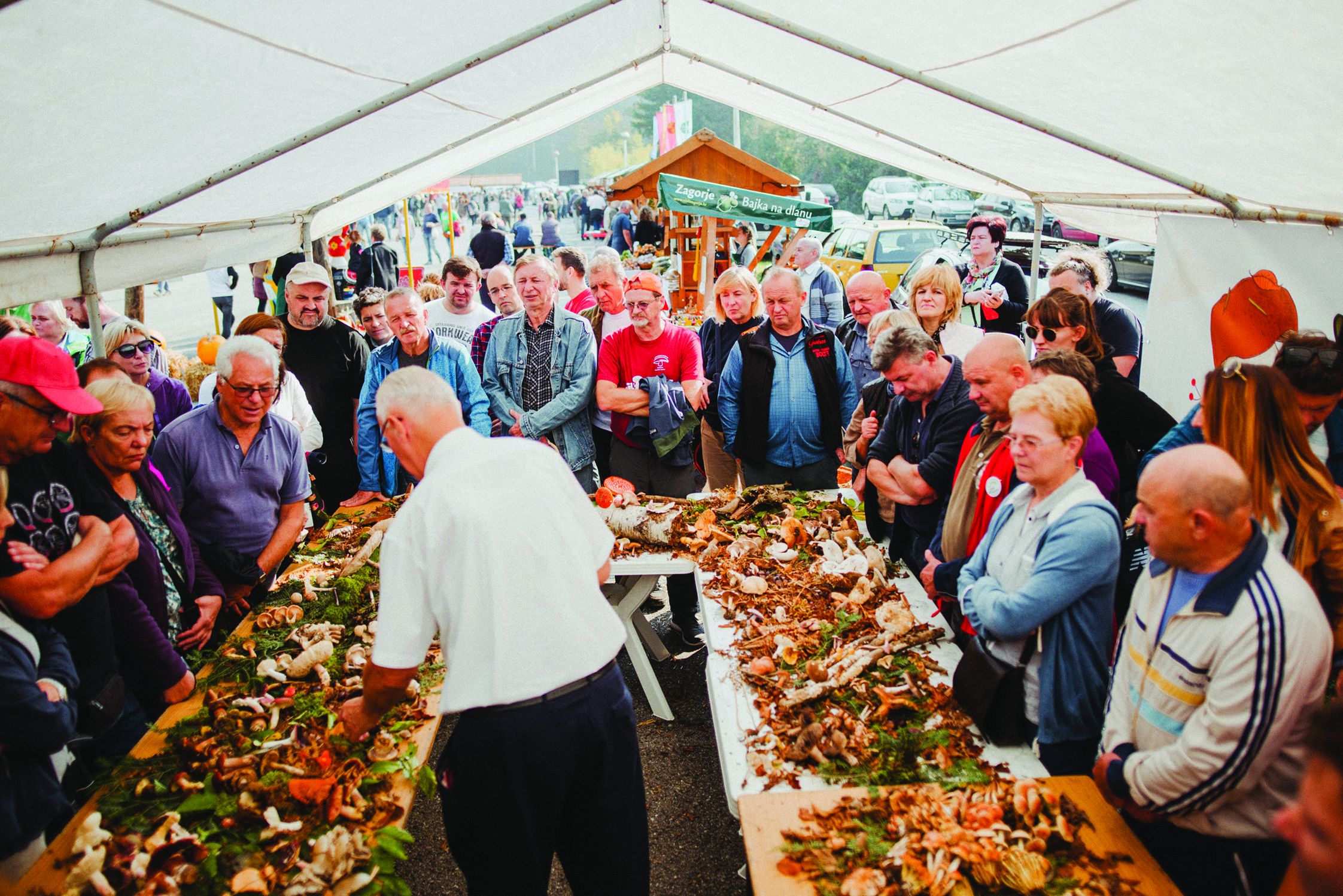 Gljivarenje v Stubakima
